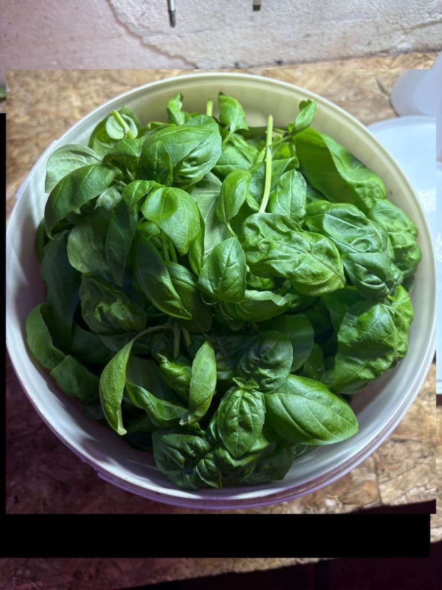Bazalka Genovese - řezaná